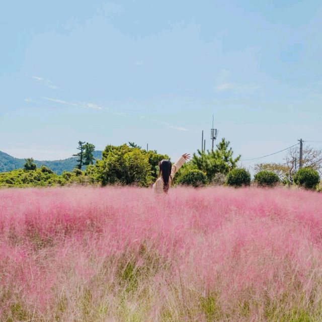 ⛰️가을이 가득히 피어난 아름다운정원 [제주, 마노르블랑]