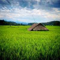 The Beautiful Open Field Of Mae Hong Son