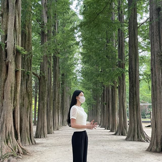 여름 냄새 가득했던 초록 초록한 남이섬 메타세콰이아 길 💚