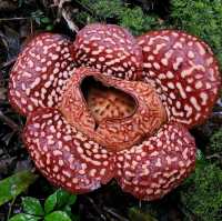 Rafflesia Hunting