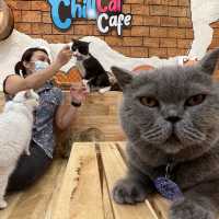 Chill cat cafe คาเฟ่แมวนครปฐม!!📌 🐱