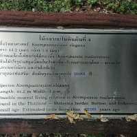 อุทยานแห่งชาติไม้กลายเป็นหิน 
