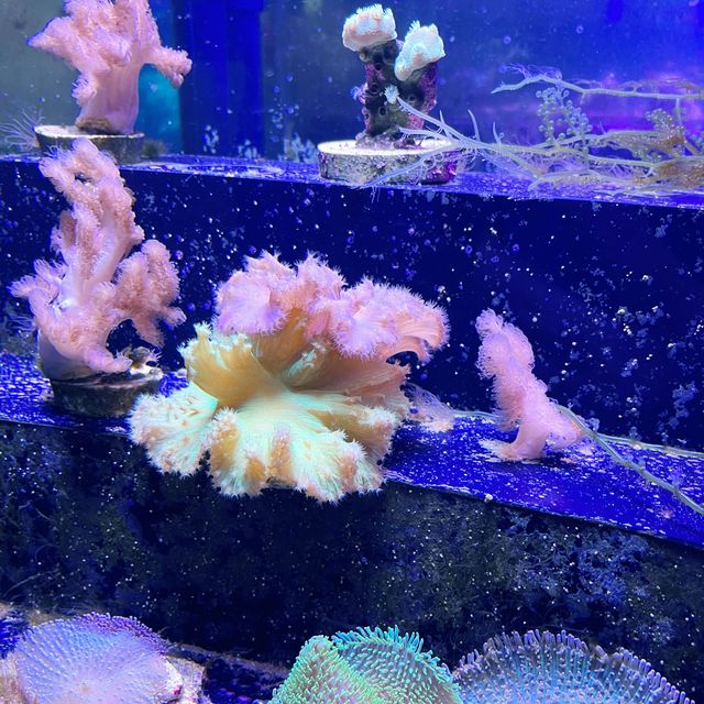 Aquarium Cuter