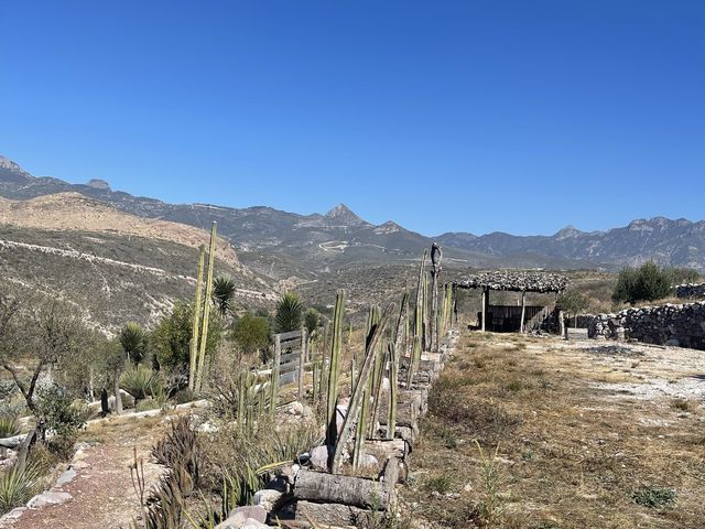 El Olivo🌵 Eco Olivo