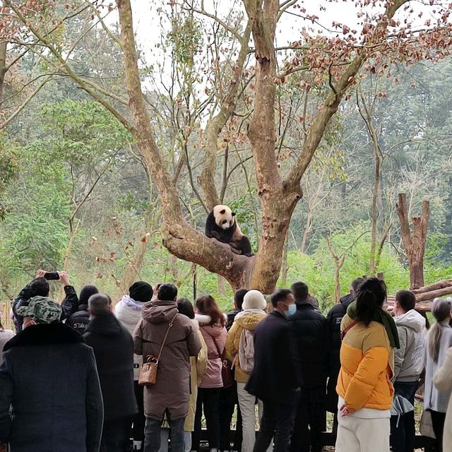 Giant Panda Breeding Research Base, Chengdu