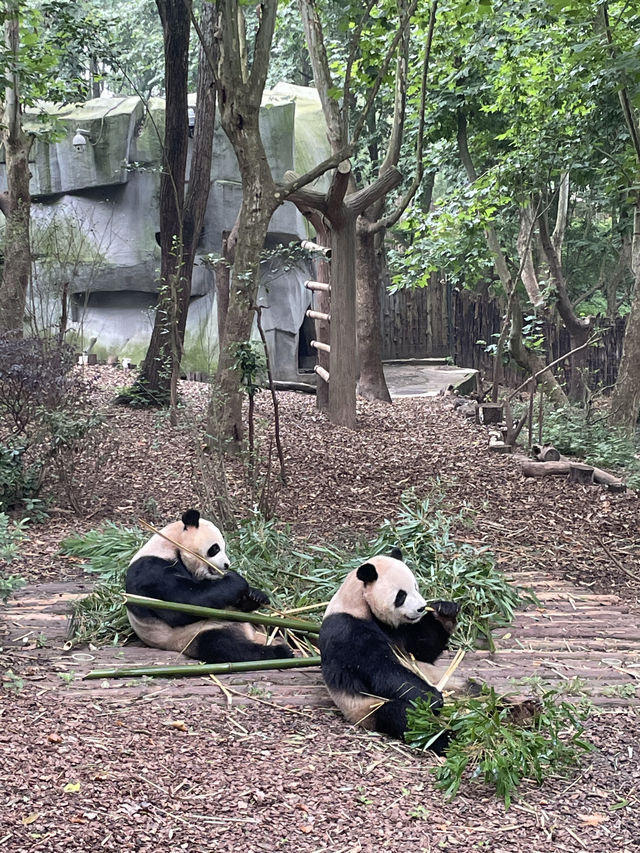 The cutest pandas in Chengdu! 