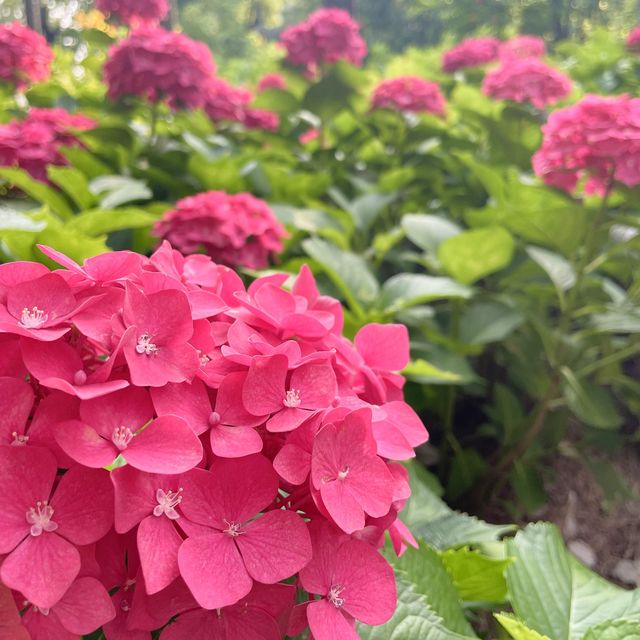 My favorite park in Shanghai