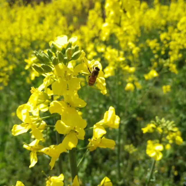 打卡甘肅雞峰山國家級森林公園