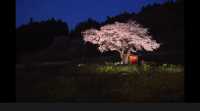 Global off-the-beaten-path destination: Japan's cherry blossom viewing.