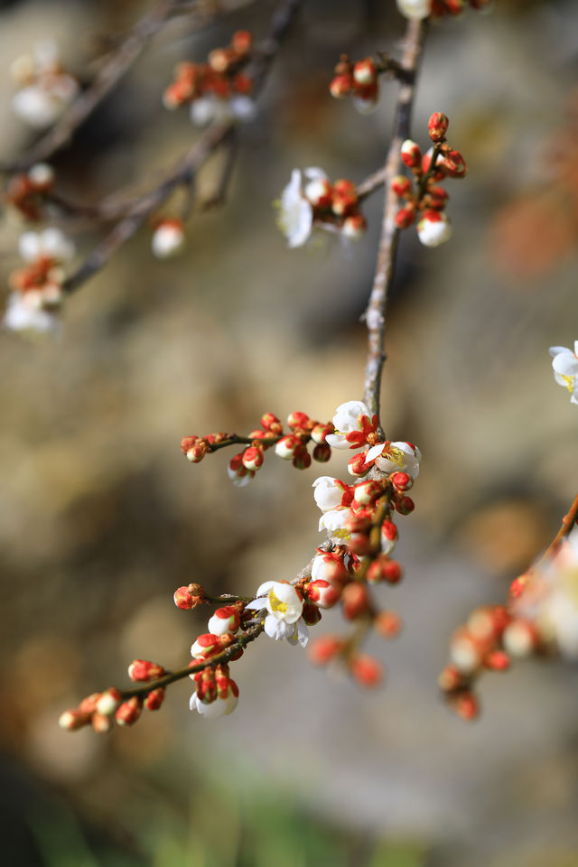 Japan's Ibaraki Tsukuba Mountain Plum Garden