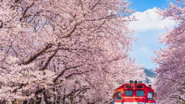 【2024韓國櫻花季】首爾人氣賞櫻景點推介：南山公園、汝矣島漢江公園、石村湖、一山湖水公園 | 首爾