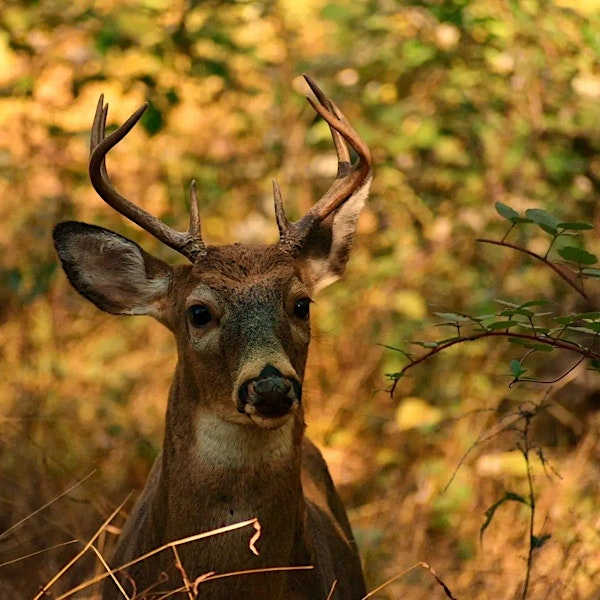 Wednesday Walk:  Ecological Impact of Deer (and Solutions) | Cylburn Arboretum