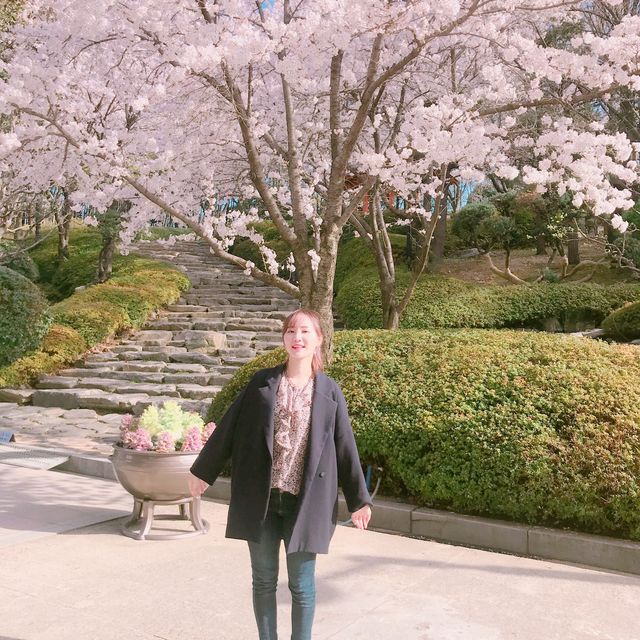 숨겨진 벚꽃 명소, 김해민속박물관