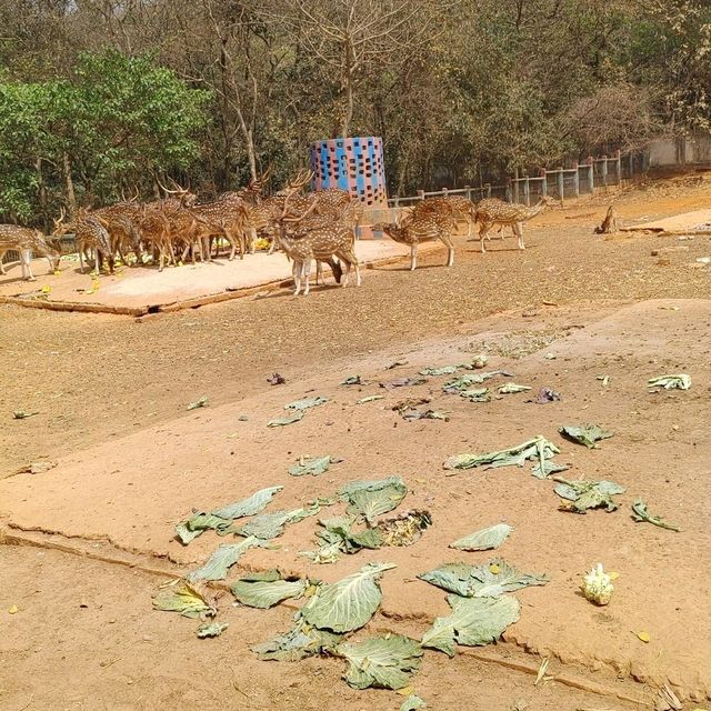 Bangladesh Dhaka International zoo 