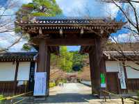 京都　SAKURA 桜めぐり❗️永観堂の桜に感動❗️