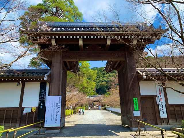 京都　SAKURA 桜めぐり❗️永観堂の桜に感動❗️