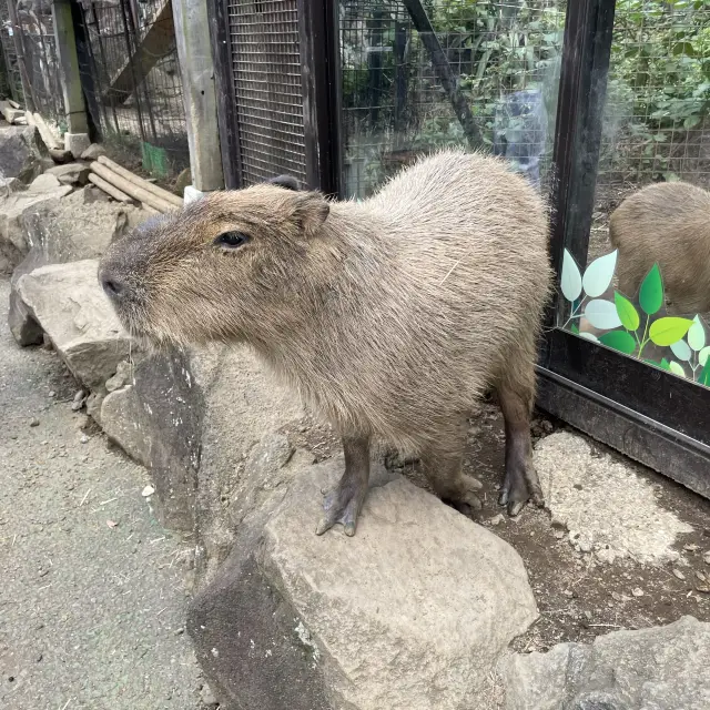 伊豆しゃぼてん動物公園でカピバラと触れ合おう