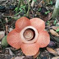 RAFFLESIA FLOWER KG PORING SABAH 