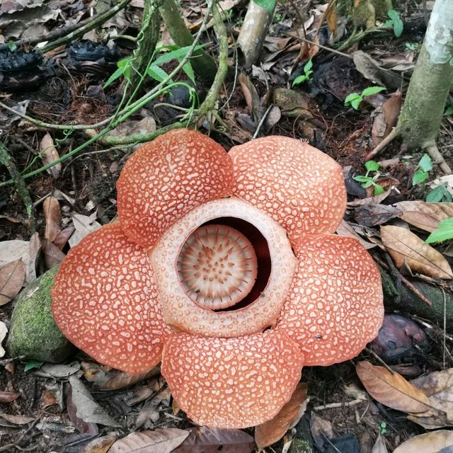 RAFFLESIA FLOWER KG PORING SABAH 