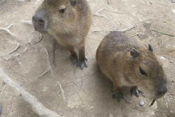 Guided tour - Capybara