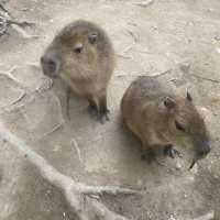 Zoodoo, Da Lat Zoo