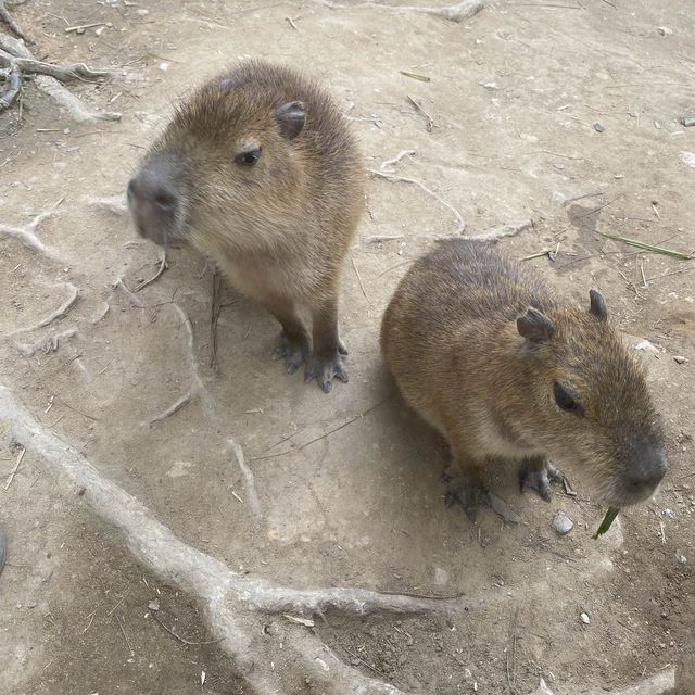 Zoodoo, Da Lat Zoo