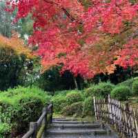 京都紅葉2022 天龍寺の紅葉