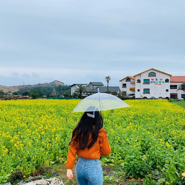 [유채꽃 가득했던 산방산 트래킹]