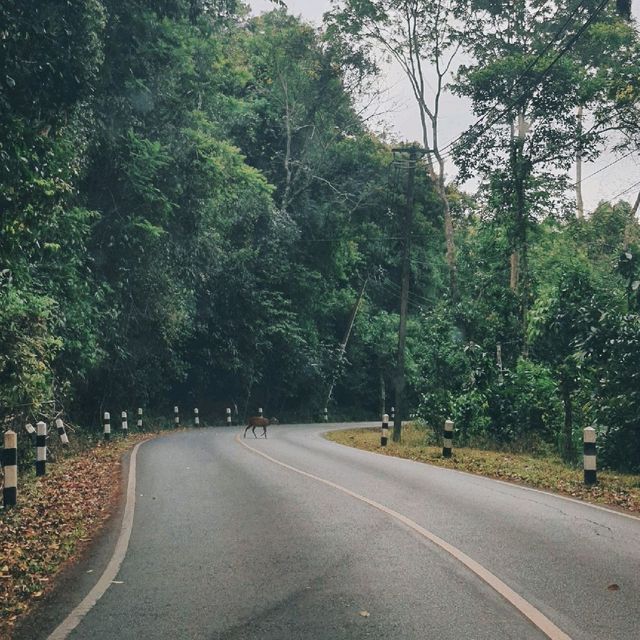 อุทยานแห่งชาติเขาใหญ่ 🌳
