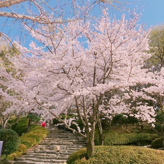 숨겨진 벚꽃 명소, 김해민속박물관