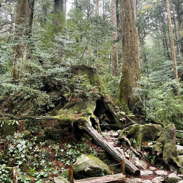 屋久島にあるウィルソン株に行ってきた🌳