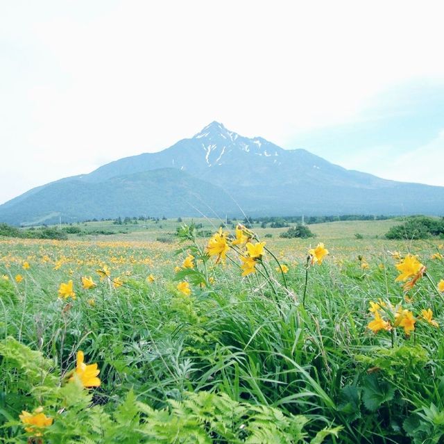 利尻　森林公園と利尻山のエゾカンゾウ