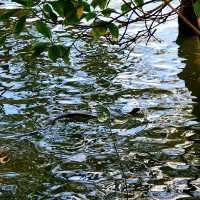 Wonders of Nature at Sungei Buloh Wetland