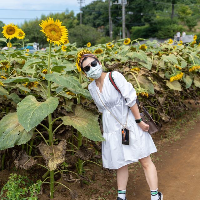 【最後のひまわり】あけぼの山農公園