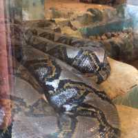 Jong Crocodile Farm - Serian