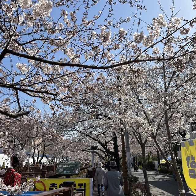경남 벚꽃 명소, 진해 여좌천 로망스다리