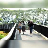 สวนป่า กลางกรุง
