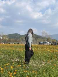 [경남/양산]국화축제에 댑싸리까지 볼 수 있는 가을의 핫플❣️