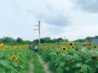 信芯園向日葵花海🌻🌻🌻