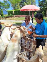 My Ozone เขาใหญ่ ชีวิตติดธรรมชาติ, Movenpick