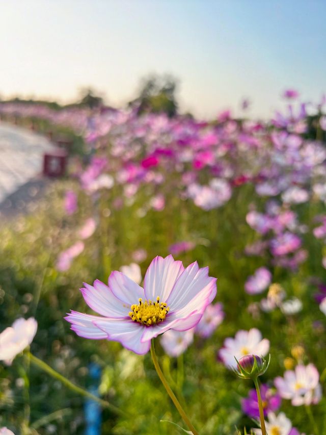 Daisies and Sunsets