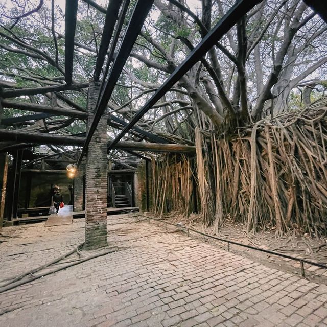 เที่ยวไถหนาน   Anping Tree House