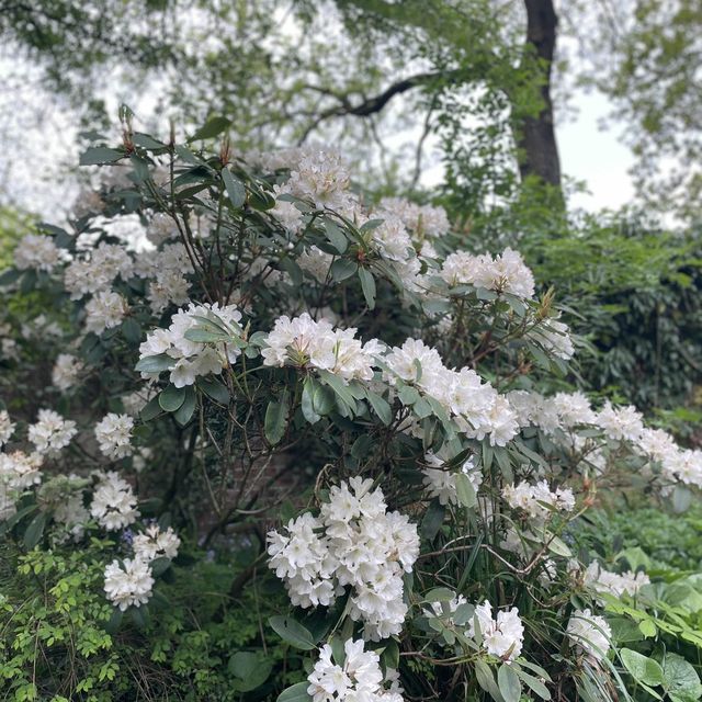 英國曼徹斯特 超大綠化公園 欣賞不同種類嘅植物
