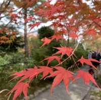 京都[紅葉めぐり] 絶景の天龍寺