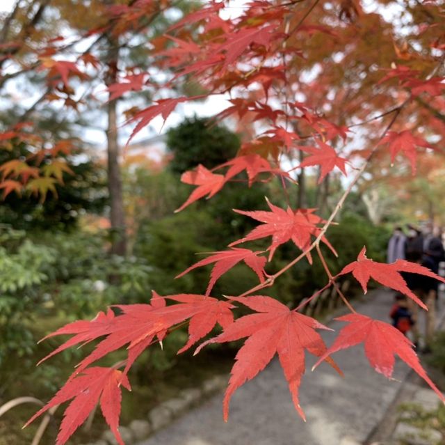 京都[紅葉めぐり] 絶景の天龍寺