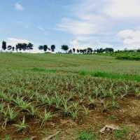 SAL'S PINEAPPLE 🍍🍍🍍 PLANTATION...