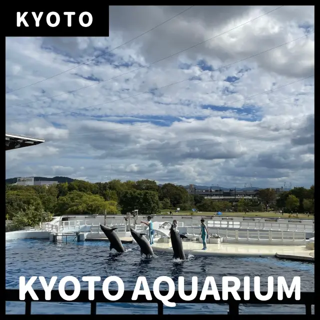 【京都水族館】イルカショーに大喜び🐬