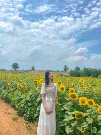 7월에 피는 가장 예쁜 꽃 해바라기🌻보러 안성팜랜드로 오세요💛