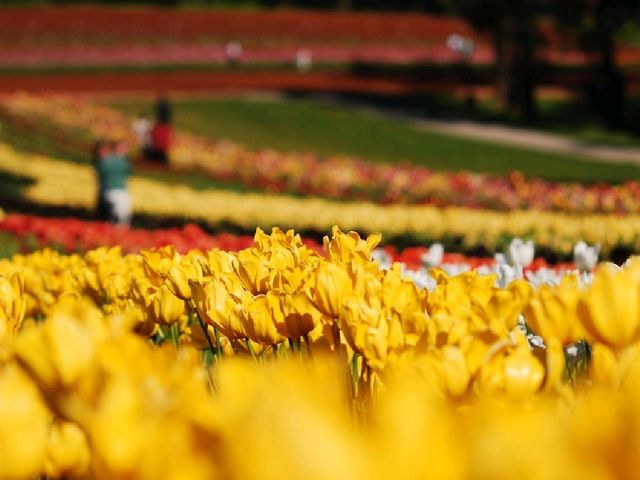 THE BIGGEST TULIPS FESTIVAL IN AUSTRALIA