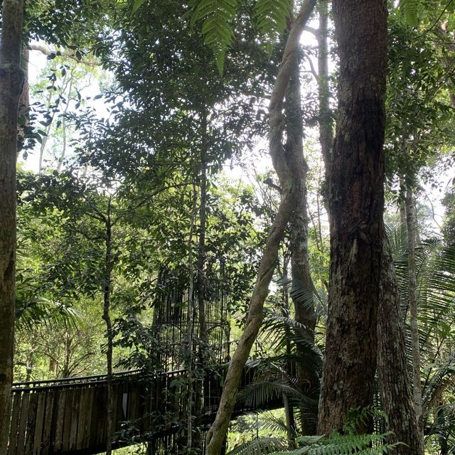 MonkeyCup@PenangHill / Kopi Hutan